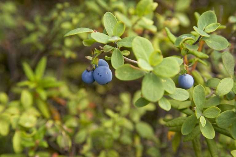 Wild blueberries